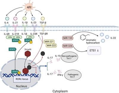 Targeting Th17 cells: a promising strategy to treat oral mucosal inflammatory diseases